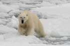 A polar bear-Ursus maritimus North polar ice cap-Arctic Ocean Coastal Print